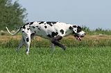 DOGUE ALLEMAND 100